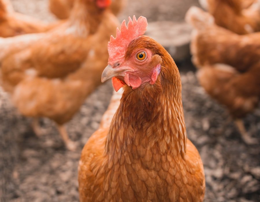 Kebersihan Kandang Ayam: Kunci Kesehatan dan Produktivitas